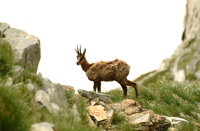 Camoscio d''Abruzzo Rupicapra pyrenaica ornata